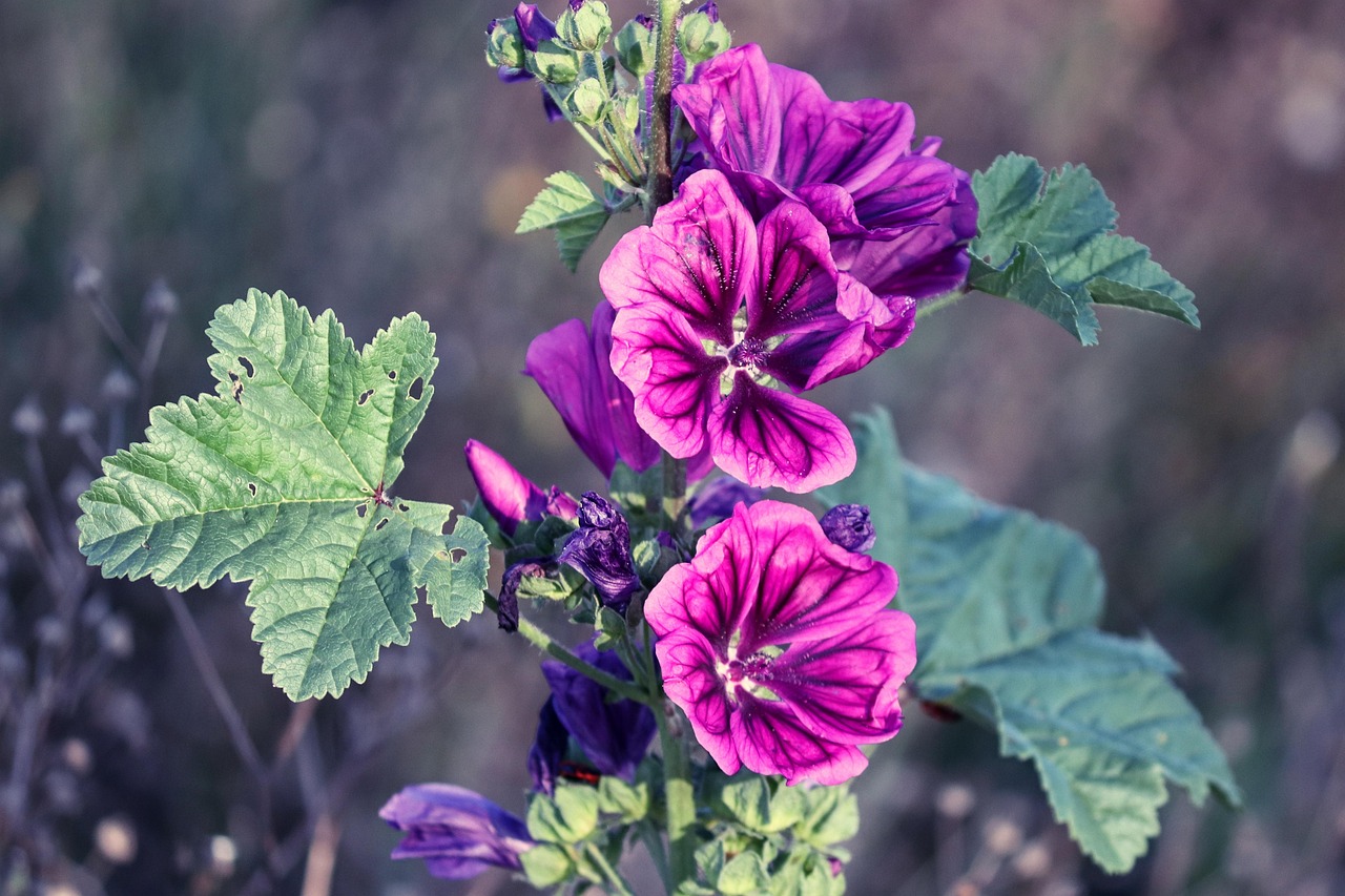 Malva e Senna: perché sono essenziali per il tuo benessere intestinale?