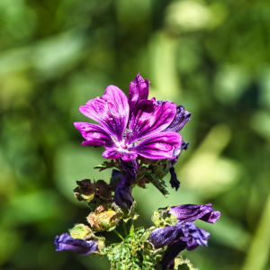 Ingredienti estratti naturali